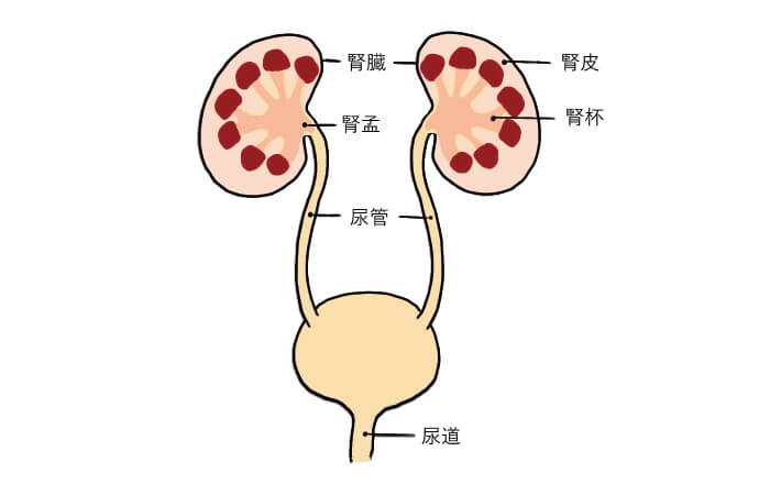 猫の急性腎障害の概要