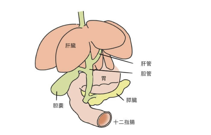 猫の中毒性肝炎の概要
