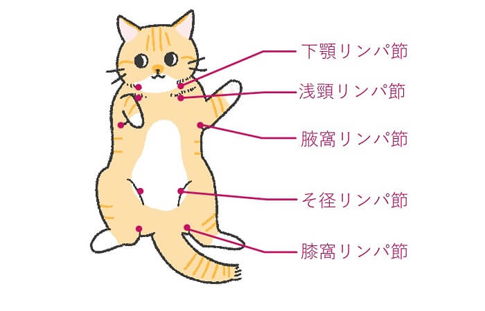 猫のリンパ腫の概要