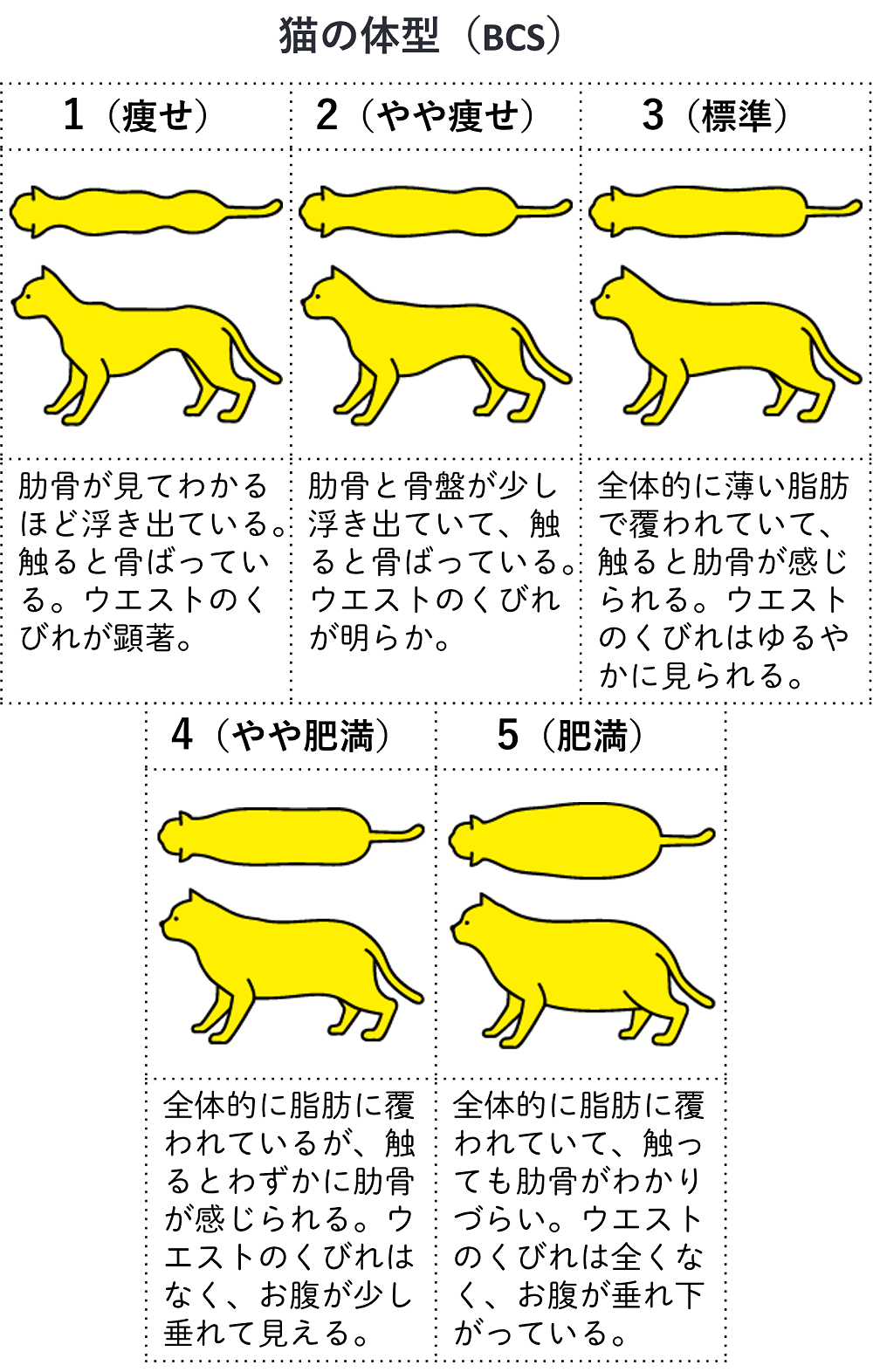 猫の肥満の検査・診断
