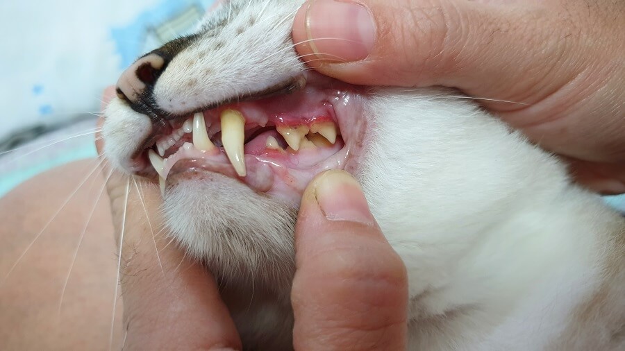 猫の歯周病の症状