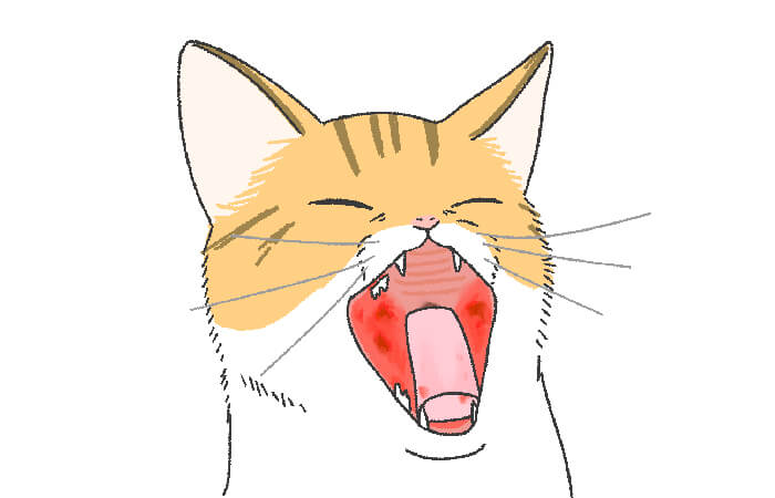 猫の口内炎の概要