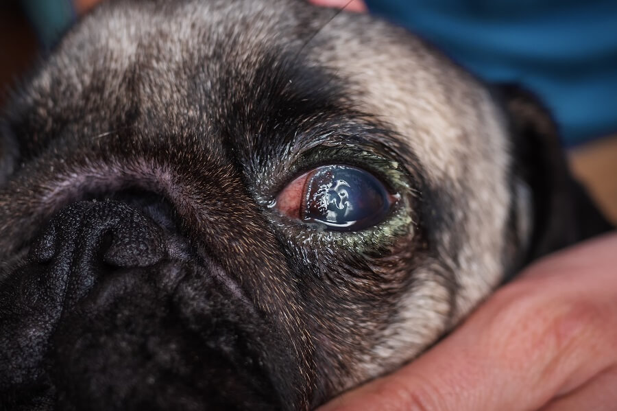 犬の角膜潰瘍の症状