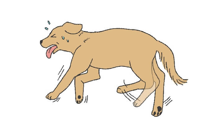 犬のてんかんの症状
