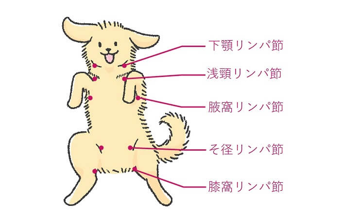 犬のリンパ腫の概要