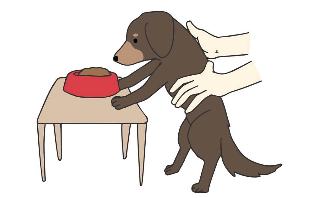 犬の巨大食道症の治療
