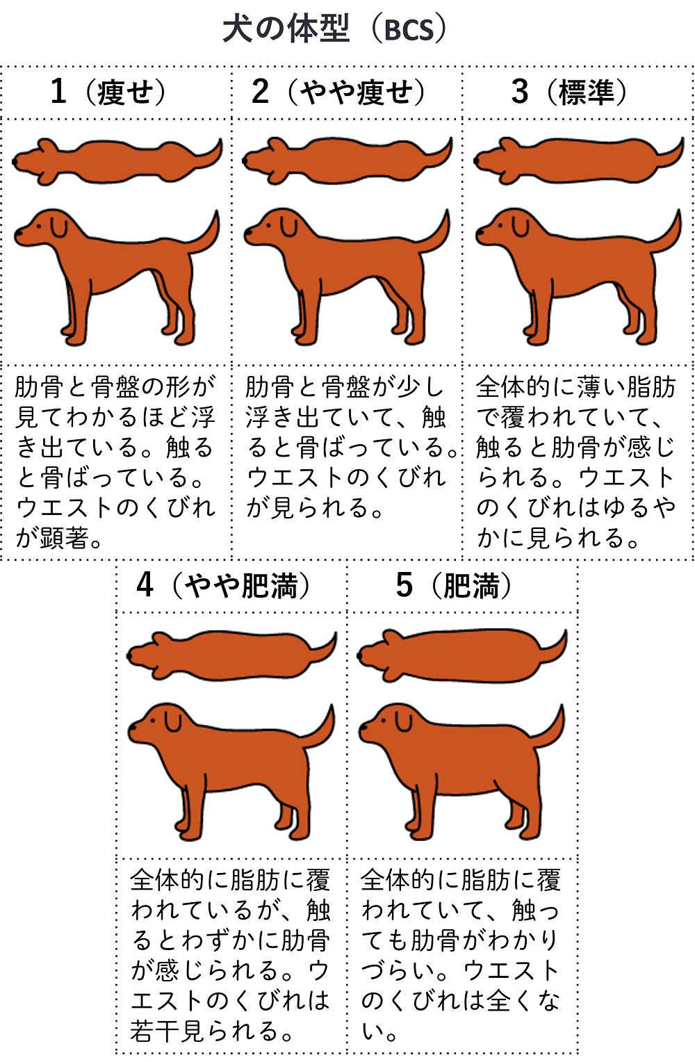 犬の肥満の検査・診断
