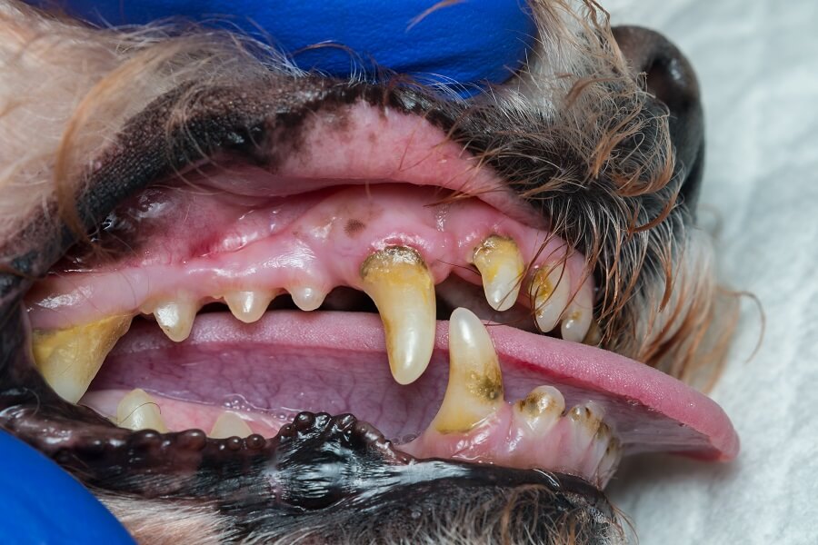 犬の歯周病の症状